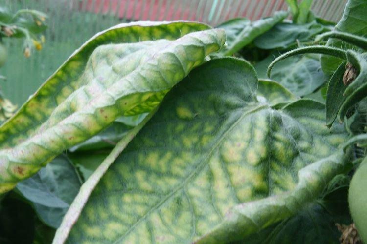 Les feuilles de poivron jaunissent dans la serre