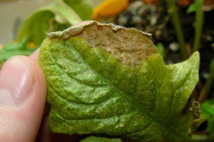 Les feuilles de pétunia jaunissent dans des pots