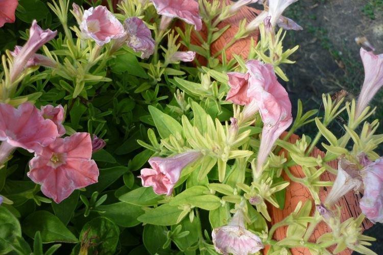 Les feuilles de pétunia jaunissent dans la rue