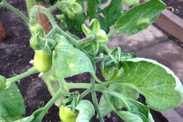 Pourquoi les feuilles de tomate jaunissent-elles et s'enroulent-elles ?