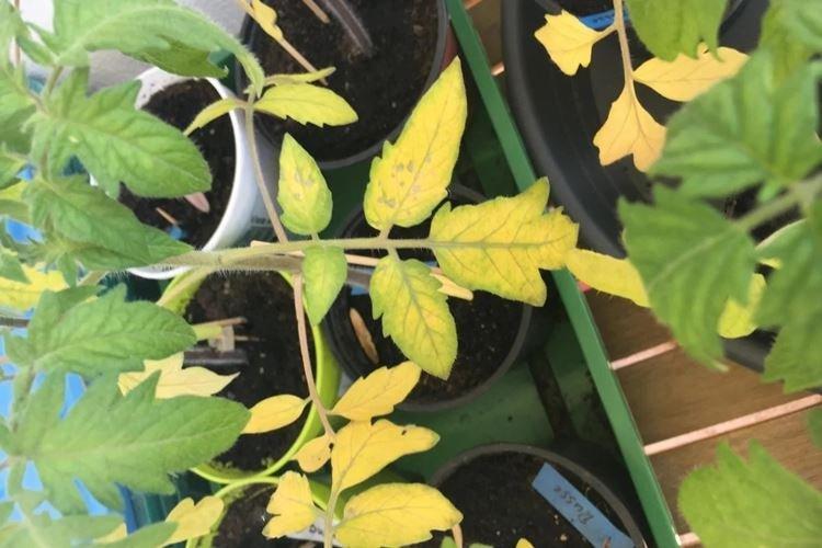 Pourquoi les feuilles des plants de tomates jaunissent-elles sur le balcon