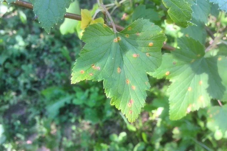 Les feuilles de cassis jaunissent avec des taches