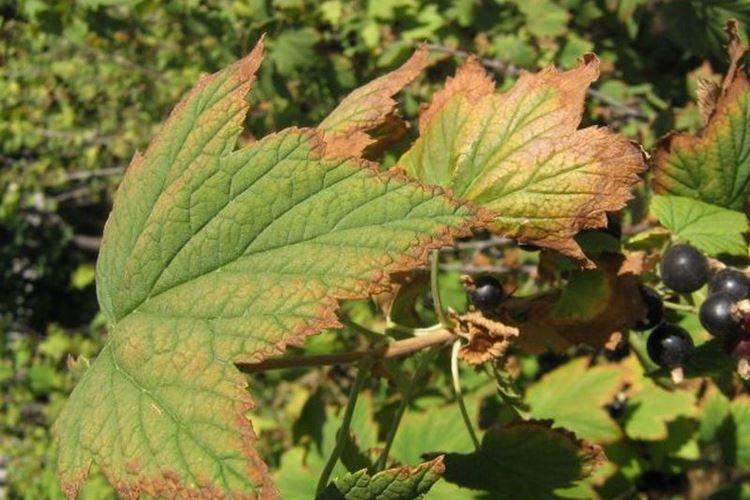 Pourquoi les feuilles de cassis sèchent-elles