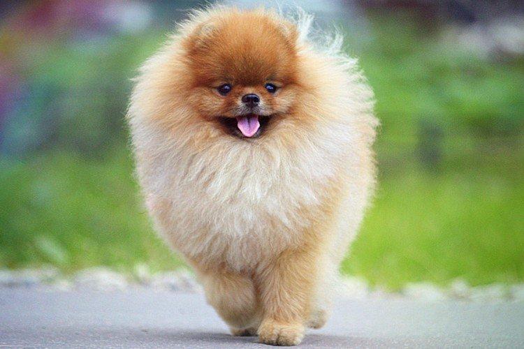 Histoire d'origine - Poméranie