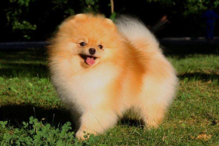 Attitude envers les enfants - La nature de la Poméranie