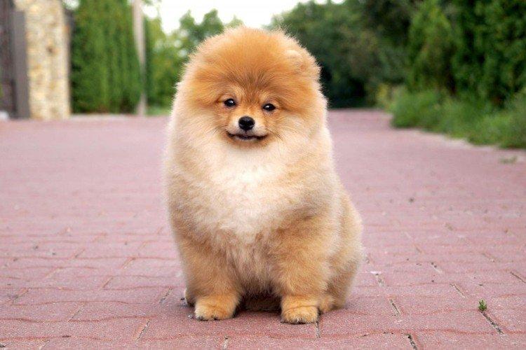 Relations avec les autres animaux - La personnalité du poméranien