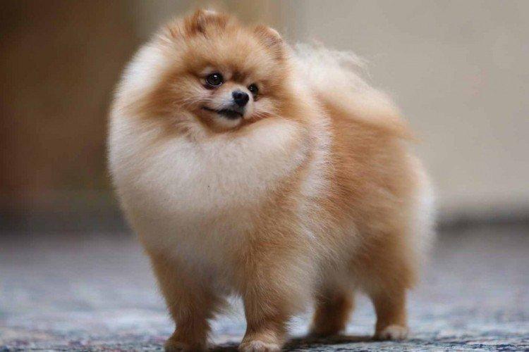 Comment nourrir un poméranien