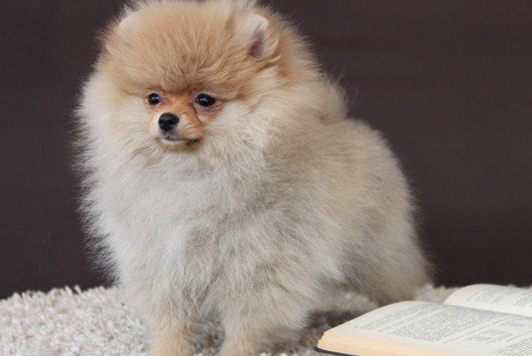 Photo de spitz de Poméranie