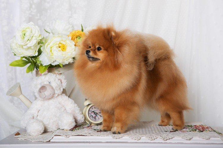 Photo de spitz de Poméranie