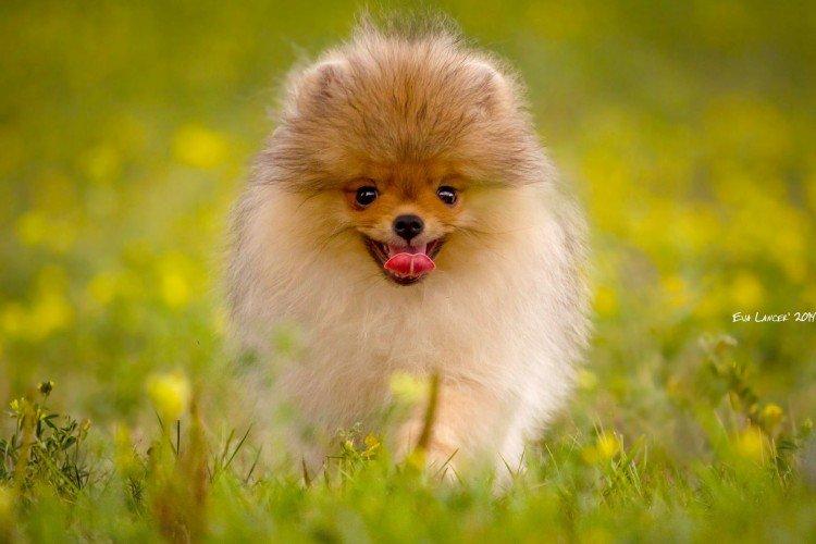 Photo de spitz de Poméranie