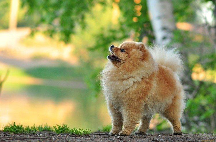 Photo de spitz de Poméranie