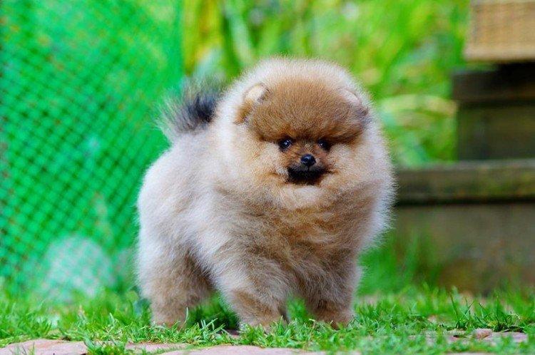 Photo de spitz de Poméranie