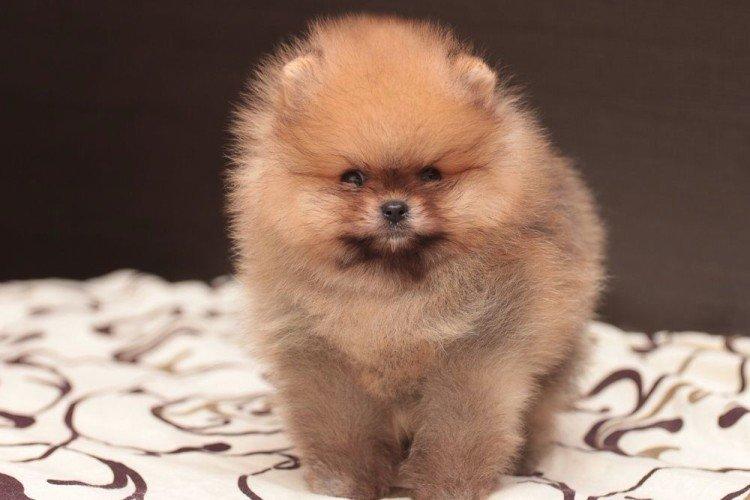 Photo de spitz de Poméranie