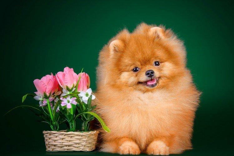 Photo de spitz de Poméranie