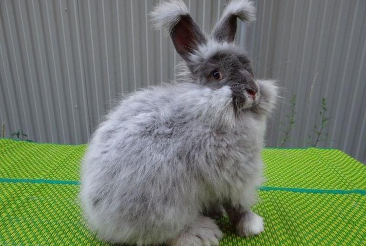 Renard arctique - Races duveteuses de lapins