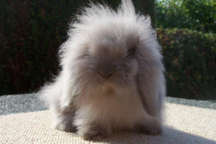 Lion à oreilles tombantes - Races décoratives de lapins