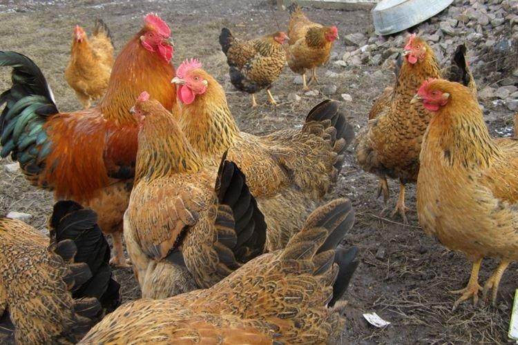 Jubilé Kuchinskaya - Races de poules pondeuses