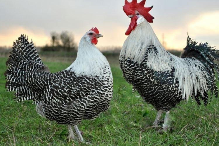 Campin - Races de poules pondeuses