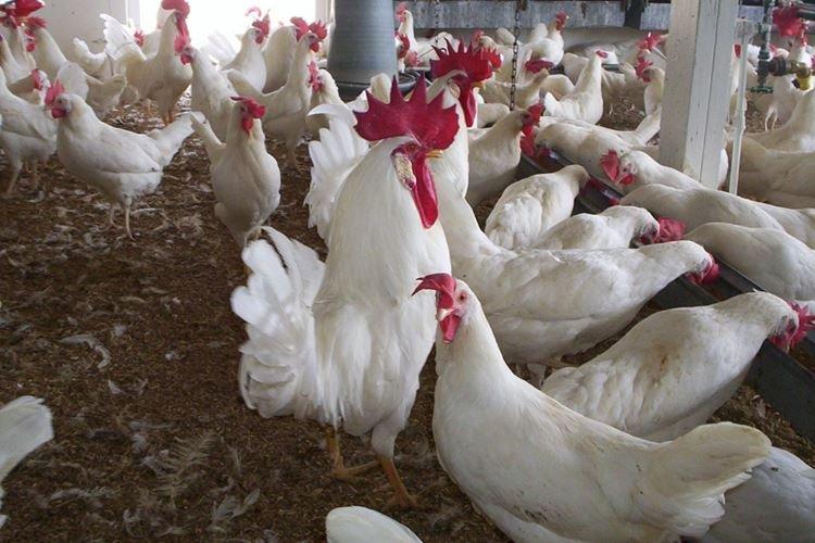 Livourne - Races de poules pondeuses