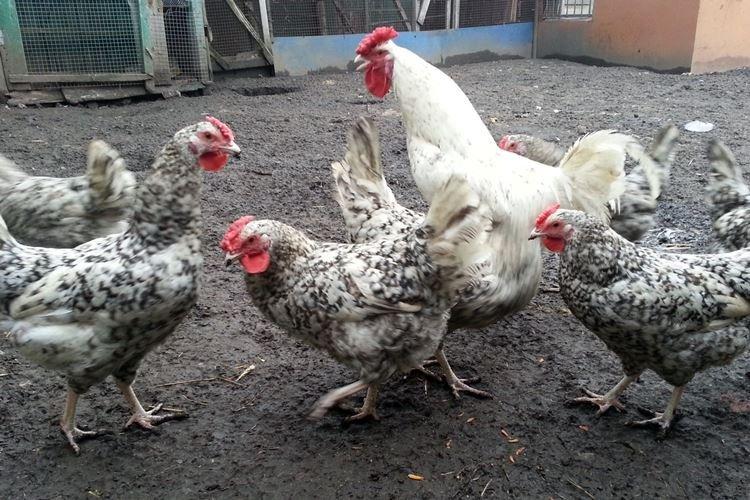 Pushkinskaya - Races de poules pondeuses