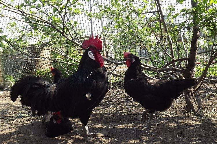 Minorque - Races de poules pondeuses