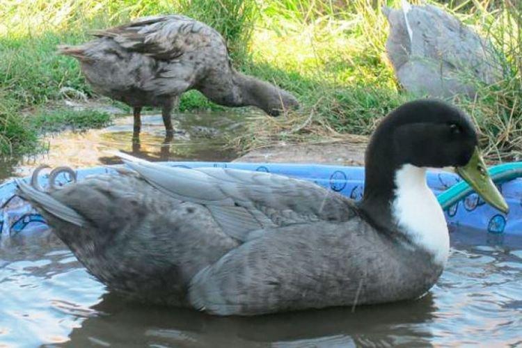 Bleu suédois - Races de canard à viande et aux œufs