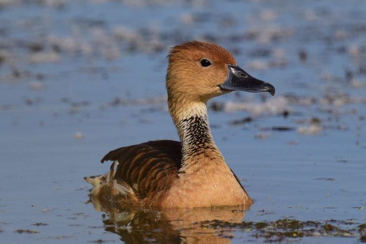 Sifflet rouge - Races de canards d'ornement