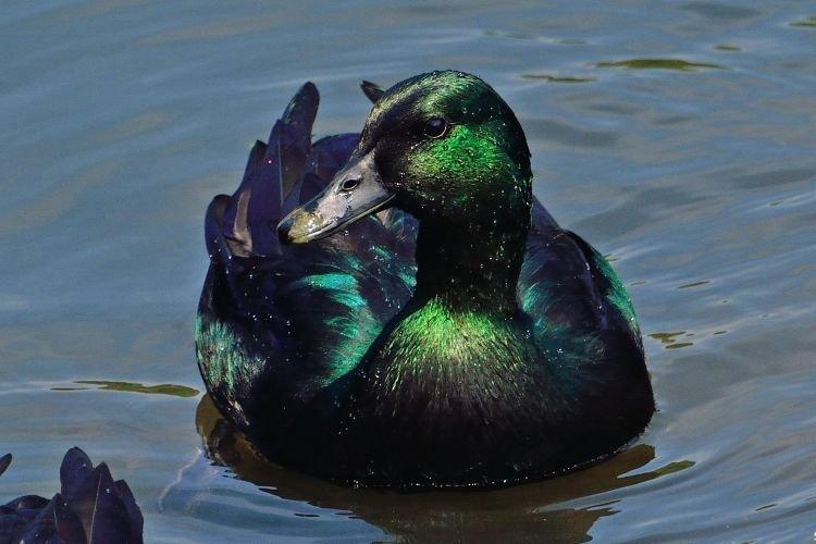 Cayuga - Races ornementales de canards