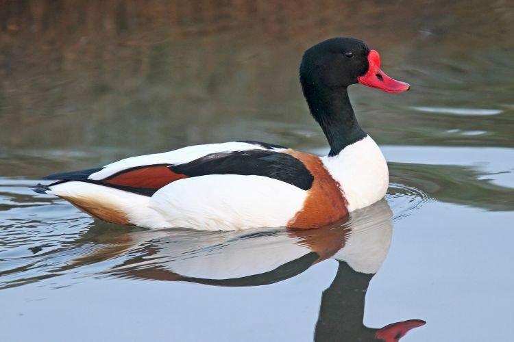 Moutons - Races ornementales de canards