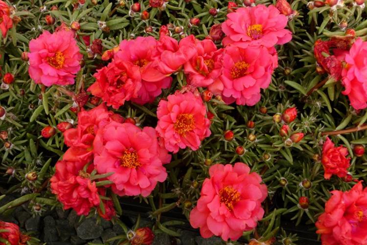 Cerise - Types de pourpier