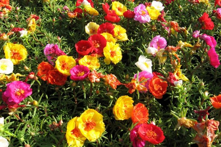 Jeu de mots - Types de pourpier