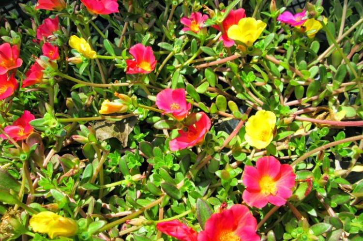 Sonya - Types de pourpier