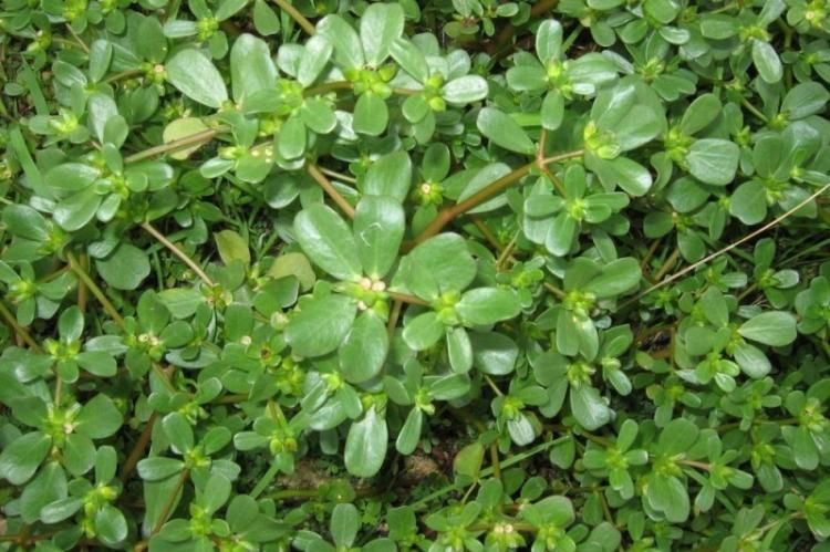 Firefly - Types de Pourpier