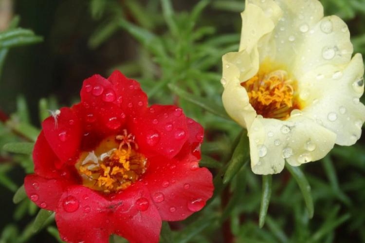 Arrosage - Soins du pourpier