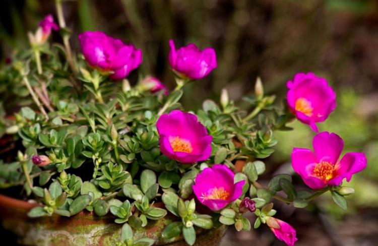 Plantation et sélection - Pourpier