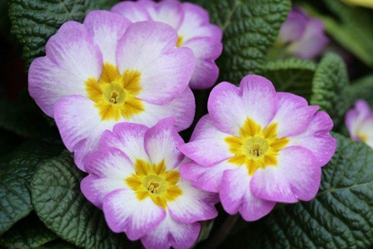 Informations générales - Primula