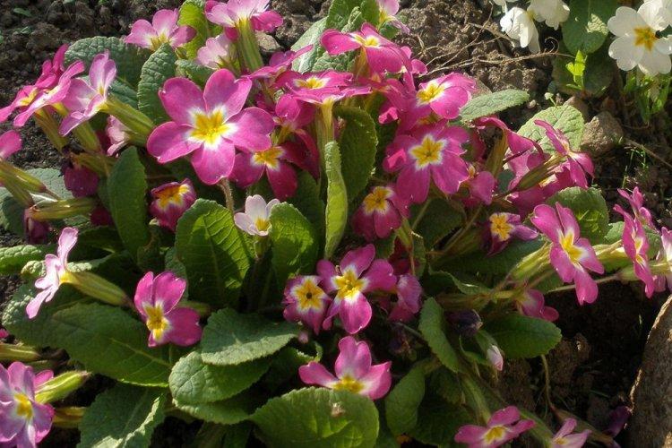 Primevère commune - Types de primevère