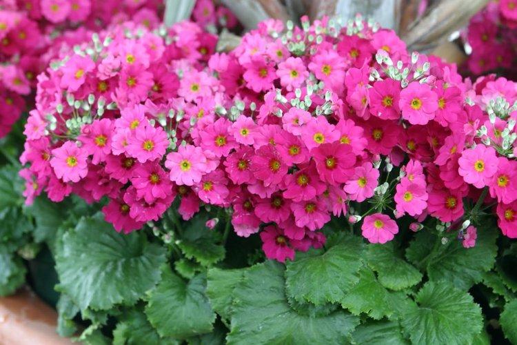 Primevère à feuilles molles - types de primevère