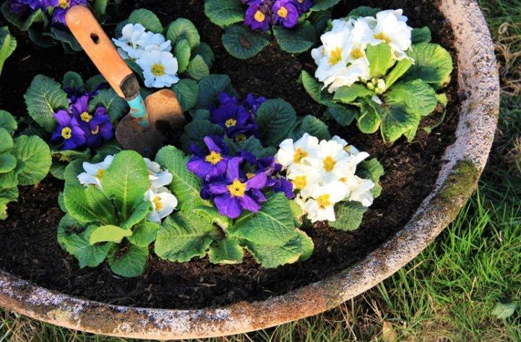 Engrais et alimentation - Soin des primevères