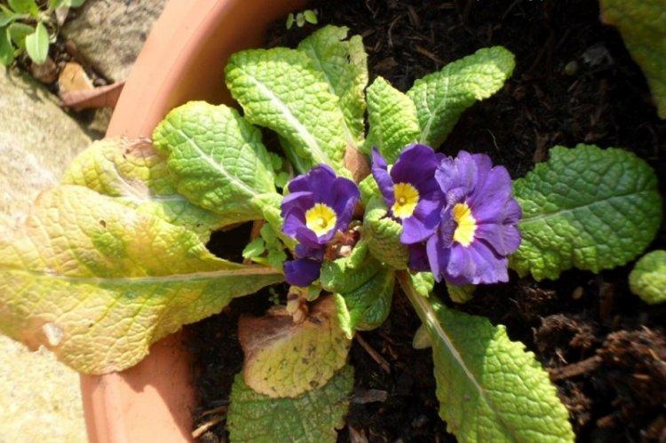 Lutte contre les parasites et les maladies - Primevère