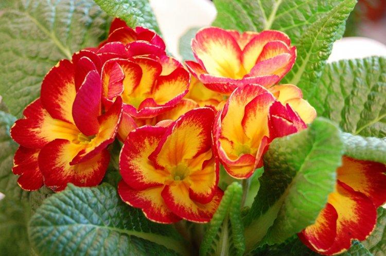 Primula - photo
