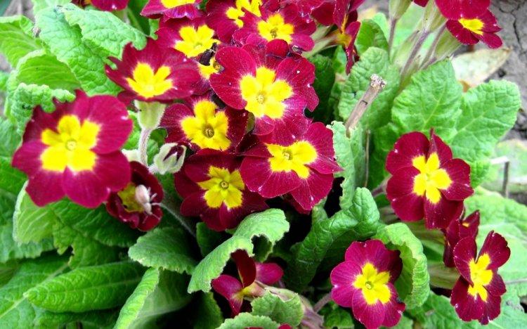 Primula - photo
