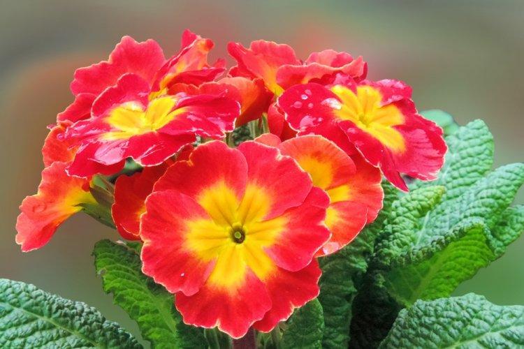 Primula - photo