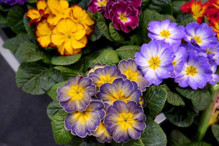 Primula - photo