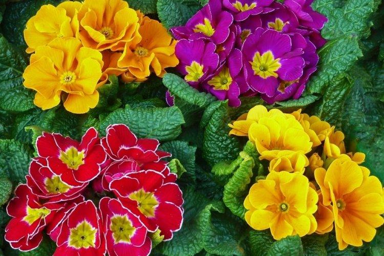 Primula - photo
