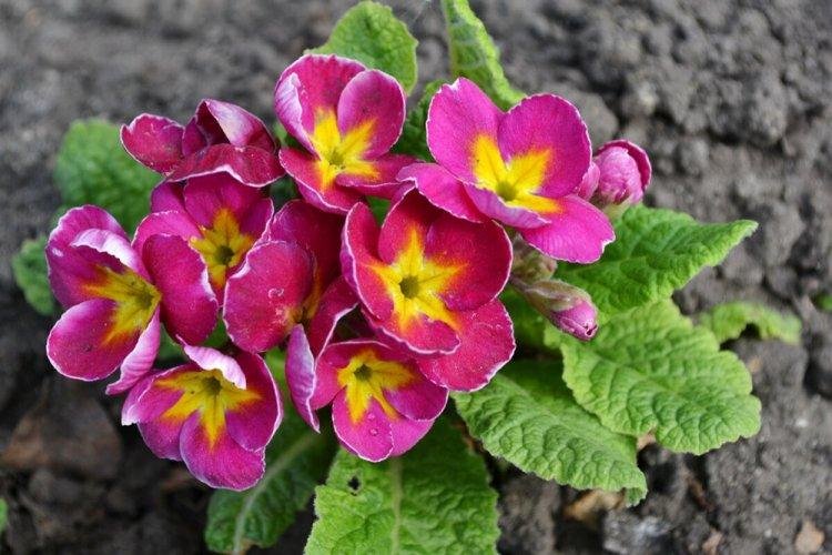 Primula - photo