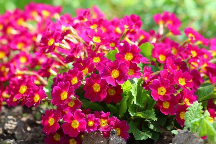 Primula - photo