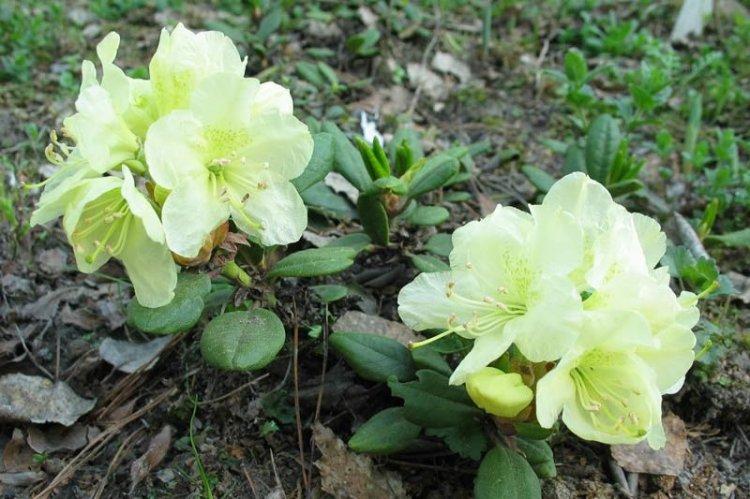 Rhododendron doré - Espèce de Rhododendron