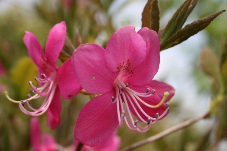 Rhododendron Albrecht - Espèce de Rhododendron