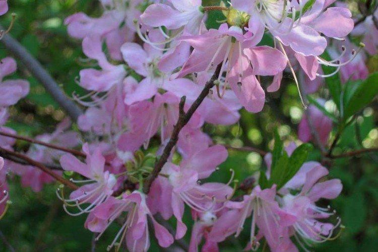 Rhododendron Vasey - Espèce de Rhododendron